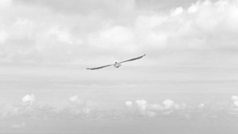 How To Play Cricbet99 In Telugu Language?